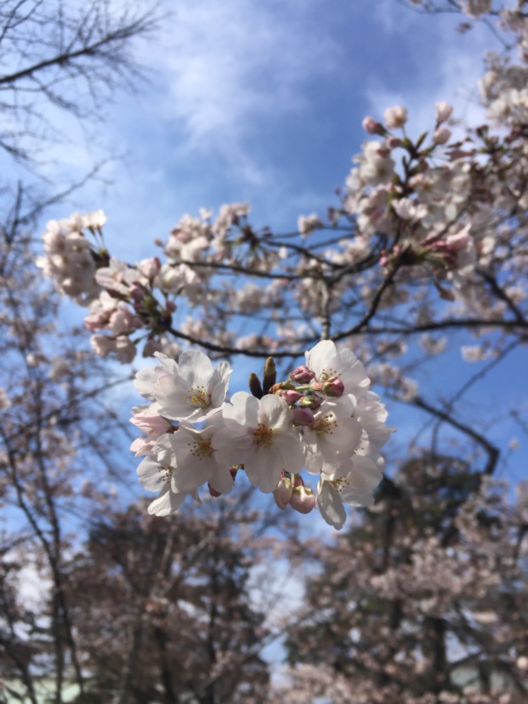 さくら＊。のイメージ