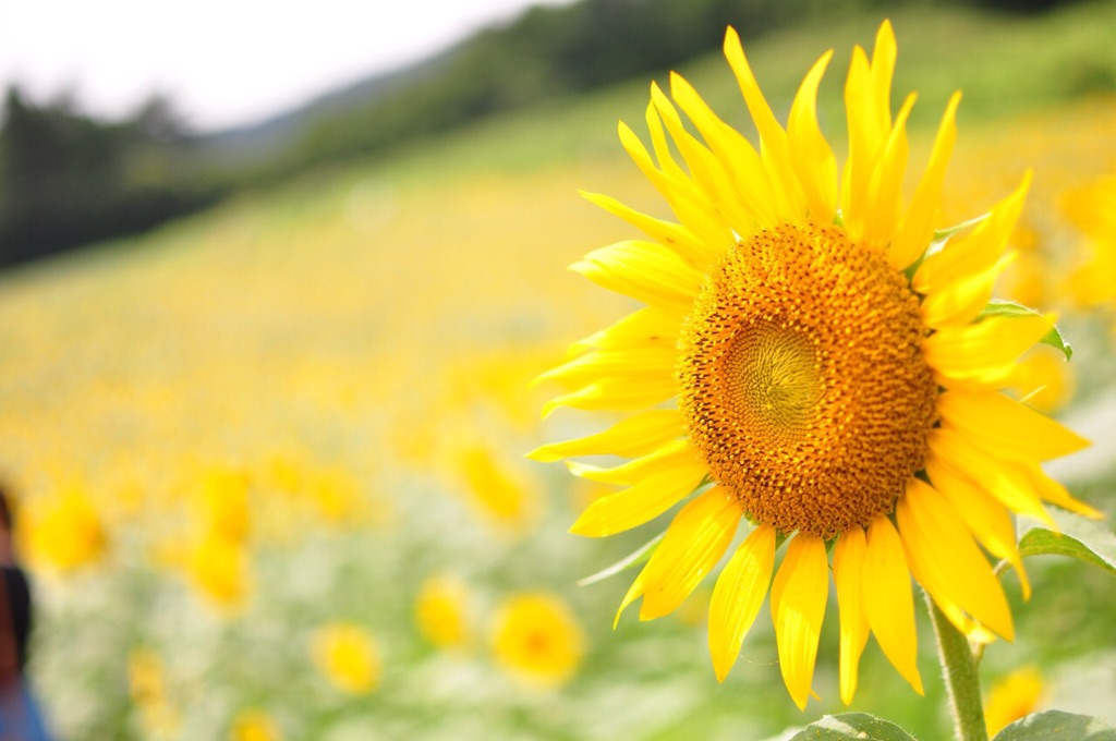 sunflower＊。のイメージ